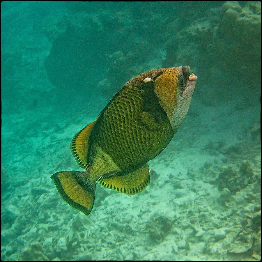 морские рыбы живут. рыбка хирург голубая дори. коралловый риф с крылаткой. морской волк зубатка. морские рыбы разнообразие.