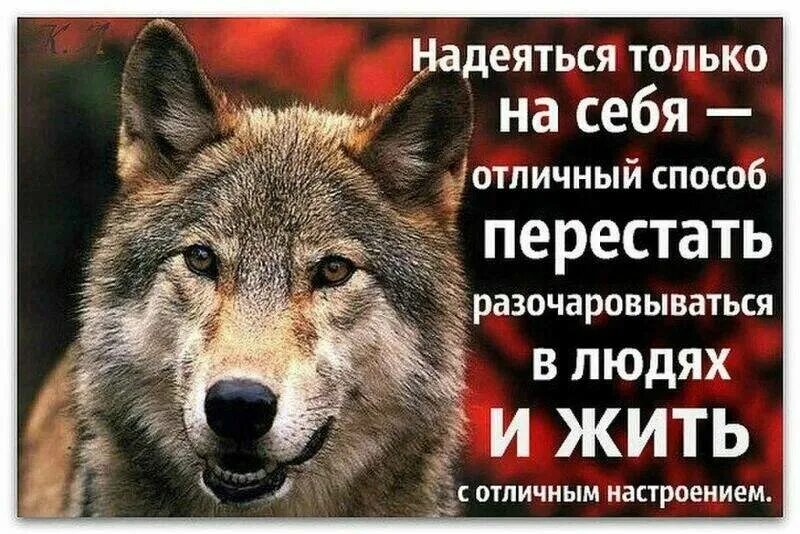 Жить по волчьим законам. Волки с надписями. Жить по волчьим законам. С волками жить по волчьи. Цитаты волка.