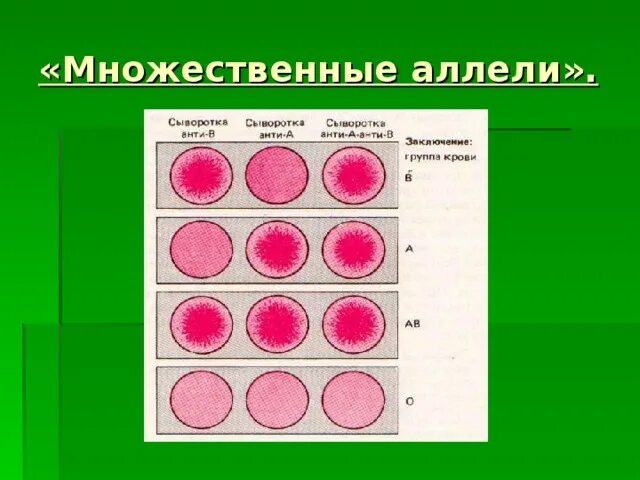 Множественные аллели причины их появления примеры ГЕНЕТИКА И ТЕОРИЯ ЭВОЛЮЦИИ Модуль I ГЕНЕТИКА Курс
