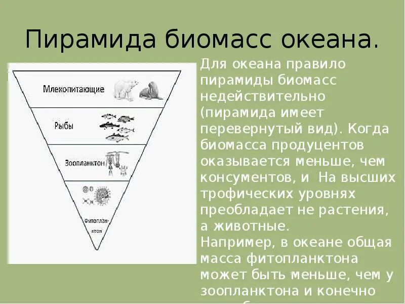 Экологические пирамиды биомасс энергии. Экологическая пирамида биомассы океана. Экологическая пирамида биомассы Перевернутая. Экологические пирамиды пирамида биомасс. Экологическая пирамида биомассы экосистемы.