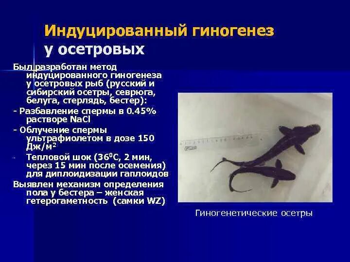 Биологическое значение гиногенеза. Гиногенез и андрогенез. гиногенез у рыб. метод индуцированного гиногенеза. размножение гиногенез.