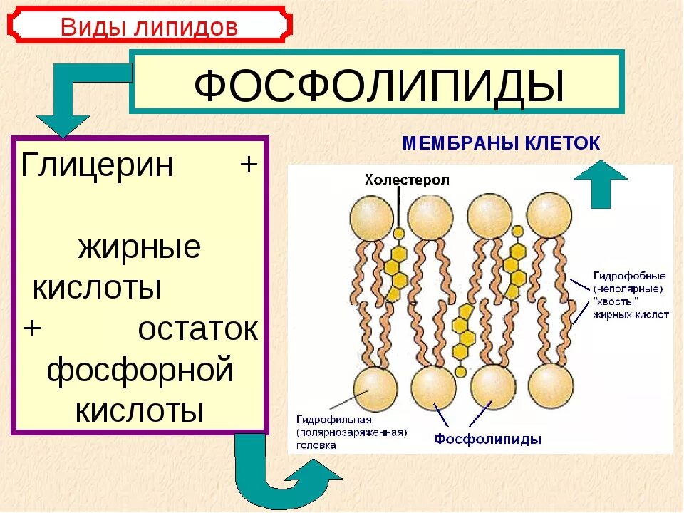 Защитный липид. Фосфолипиды мембраны строение. Фосфолипид строение мембраны. Фосфолипиды в мембране клетки. Фосфолипидная мембрана строение.