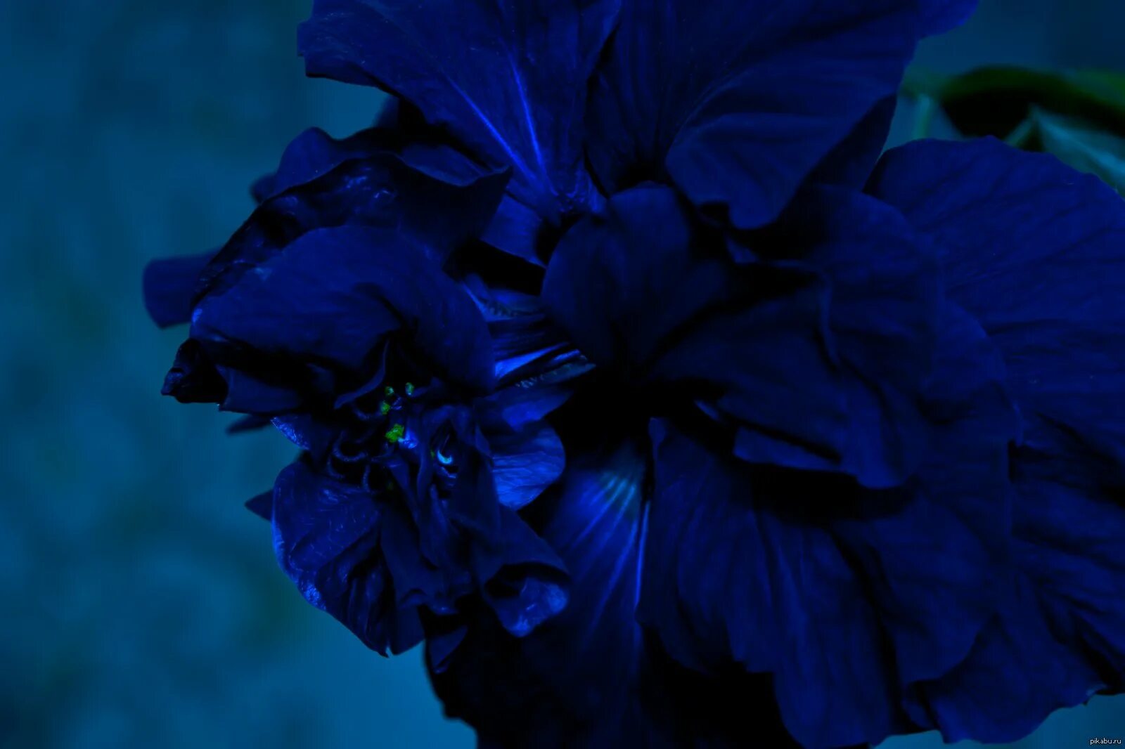 Фотография синего цвета. Гибискус синий. Гибискус махровый синий. Голубой гибискус Эстетика. Темные цветы.