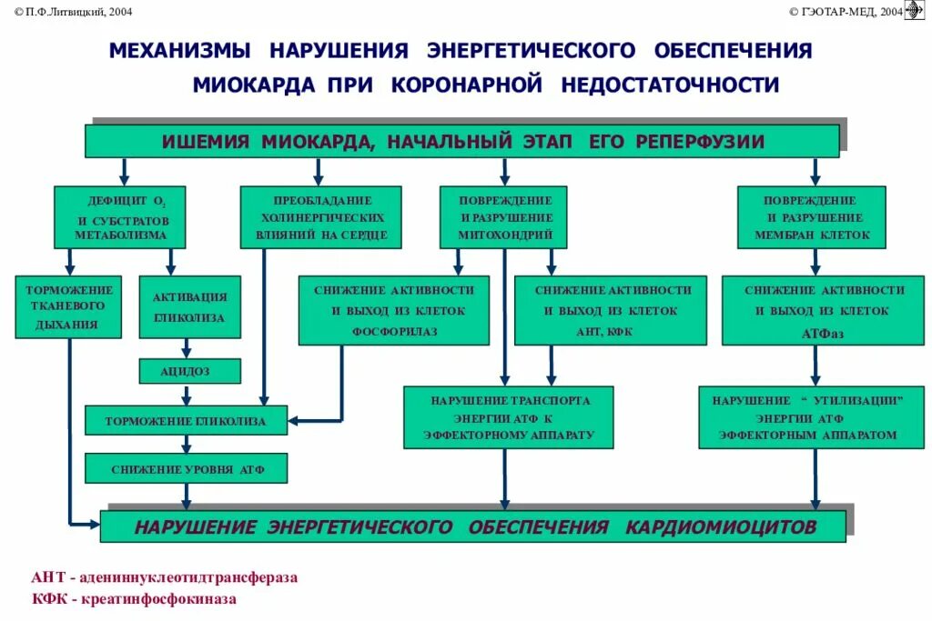 Острая сердечная коронарная недостаточность. Патогенез коронарной недостаточности патофизиология. Патогенетические механизмы коронарной недостаточности. Коронарная недостаточность механизм развития. Нервно-рефлекторный механизм развития коронарной недостаточности..