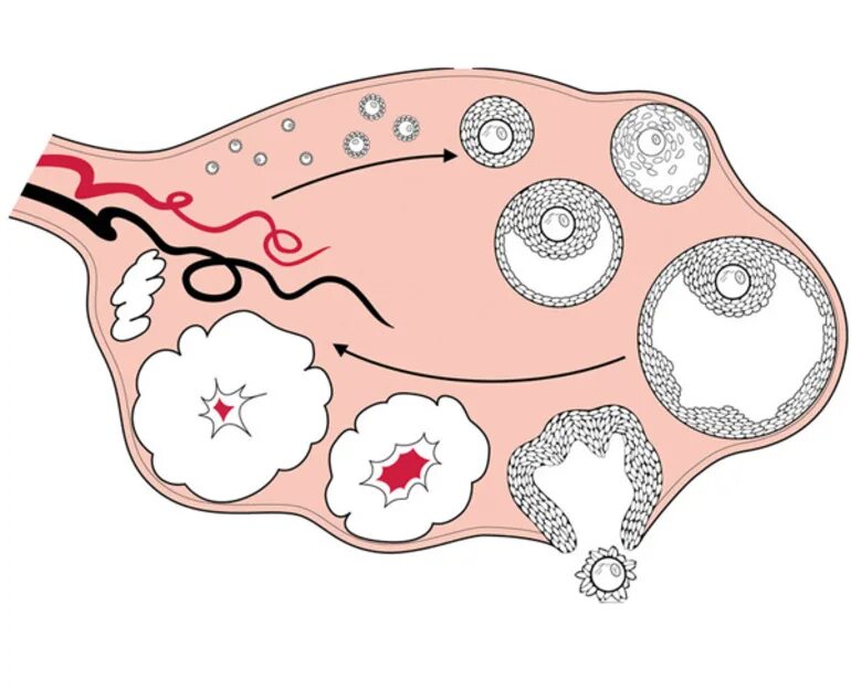 Процесс созревания фолликула в яичнике. Менструально овариальный цикл. Яичник овариальный цикл. Менструальный цикл яйцеклетки.