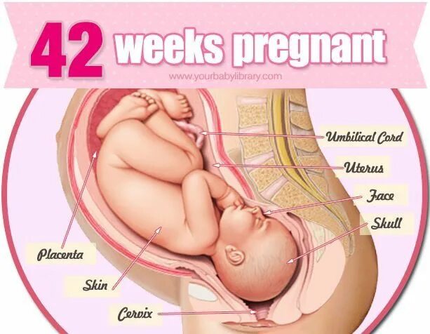 Недели беременности. Беременность 40-41 неделя.