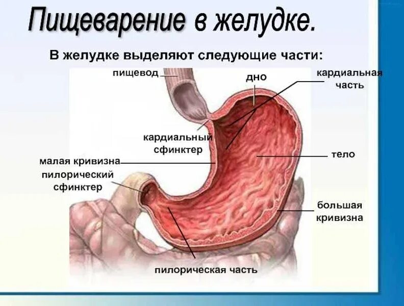 Не работает желудок симптомы