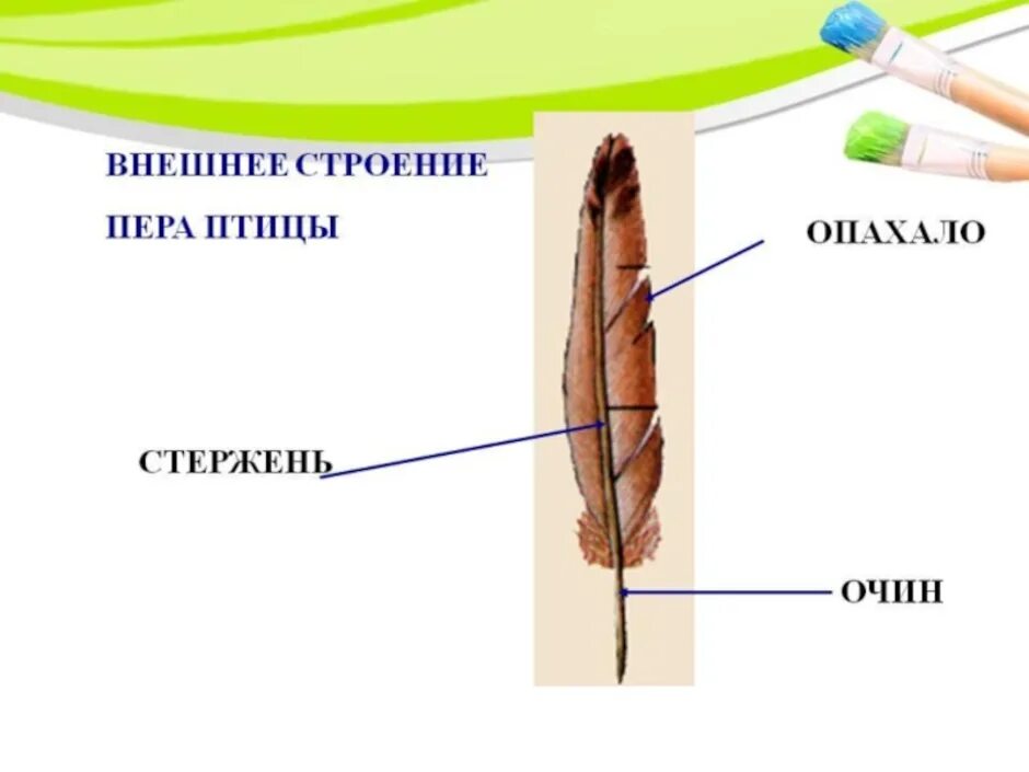 Перо строение. Перо птицы строение. Внешнее строение пера птицы. Птичье перо строение.