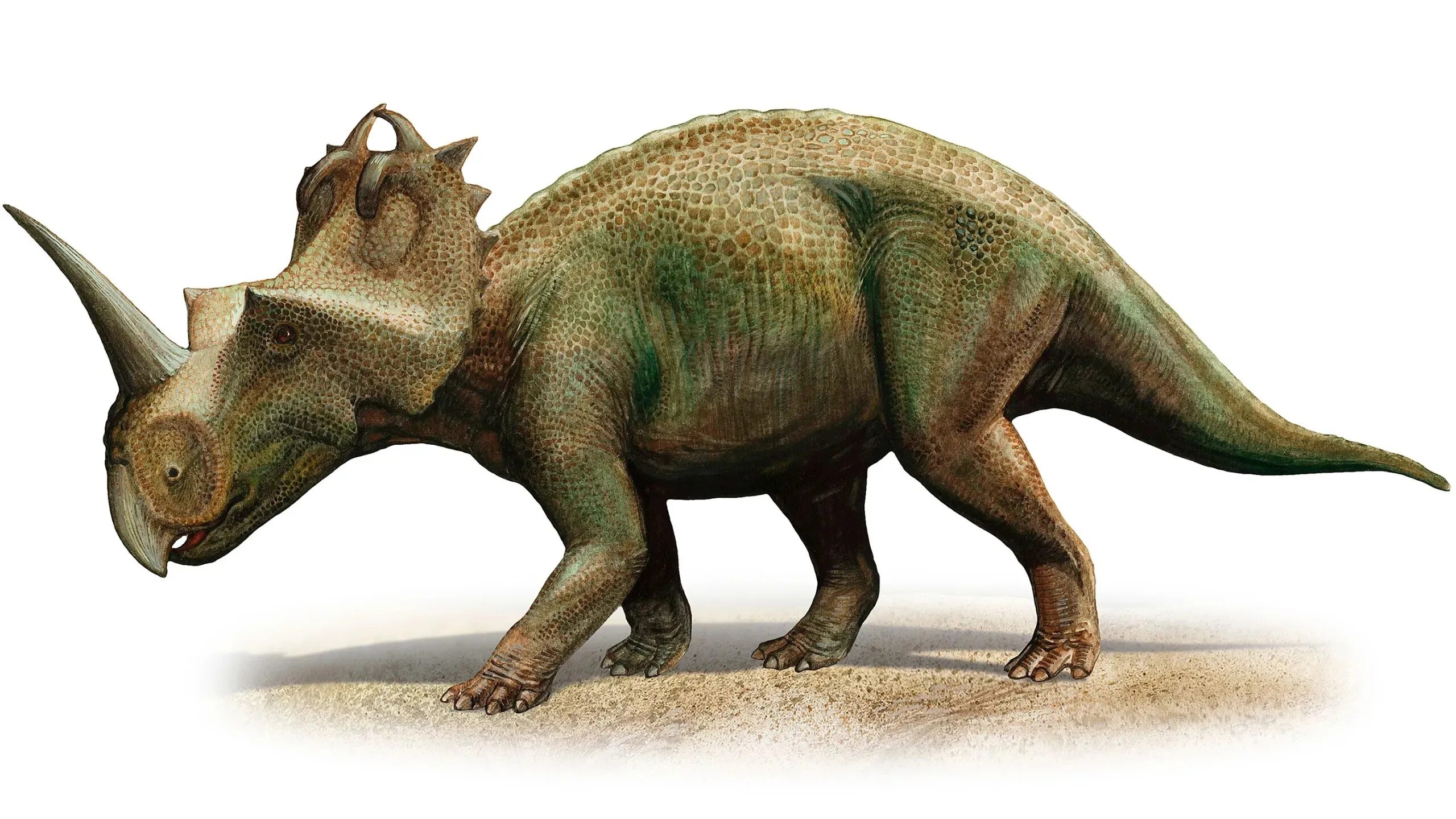 Птицетазовые. Центрозавры цератопсиды. Центрозавр динозавр. Стиракозавр парк Юрского периода.