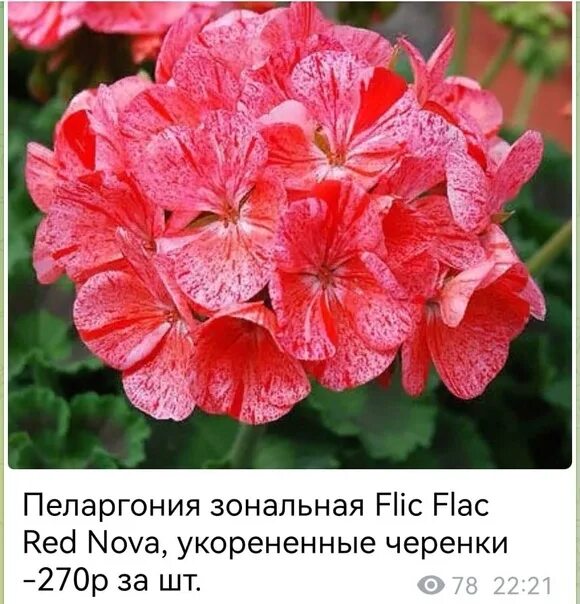 Red flac. Пеларгония Red Nova. Пеларгония Violet Nova. Flic FLAC Red пеларгония. Пеларгония flic FLAC Red Nova.