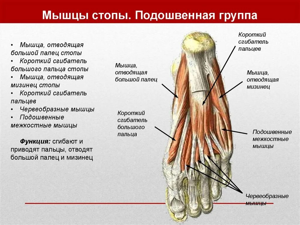 Короткий сгибатель пальцев стопы анатомия. Червеобразные мышцы стопы анатомия. Сухожилия голеностопного сустава анатомия. Мышцы стопы подошвенная группа. Отводящий большой палец стопы