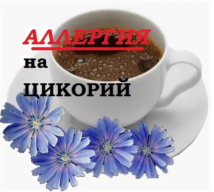 Может ли быть аллергия на цикорий. Аллергия на цикорий растворимый симптомы. цикорий аллергия может ли.