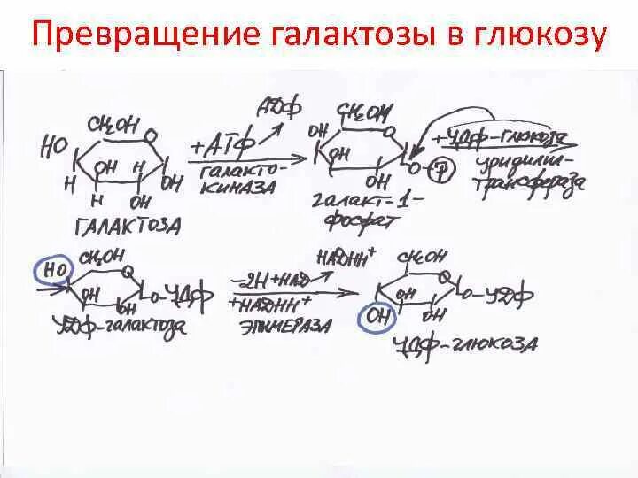 Взаимопревращения фруктозы-Глюкозы-галактозы схема. Превращение галактозы в УДФ-галактозу. Превращение галактозы и фруктозы в глюкозу. Схема метаболизма галактозы. Обмен фруктозы