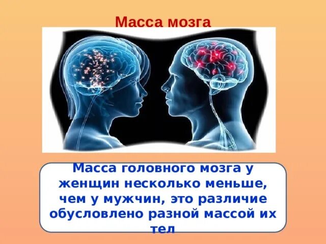 Мозг весит