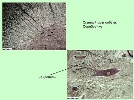 Клетки и волокна спинного мозга