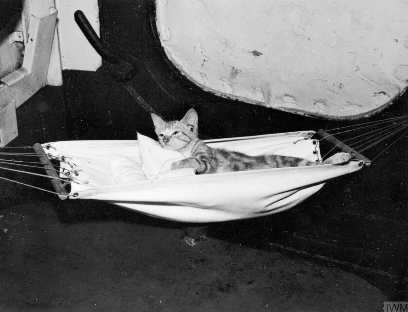 Корабельный кот. Непотопляемый Сэм Корабельный кот. Гамак на корабле. Кошка на корабле. Корабельный гамак.