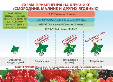 Удобрения при посадке малины