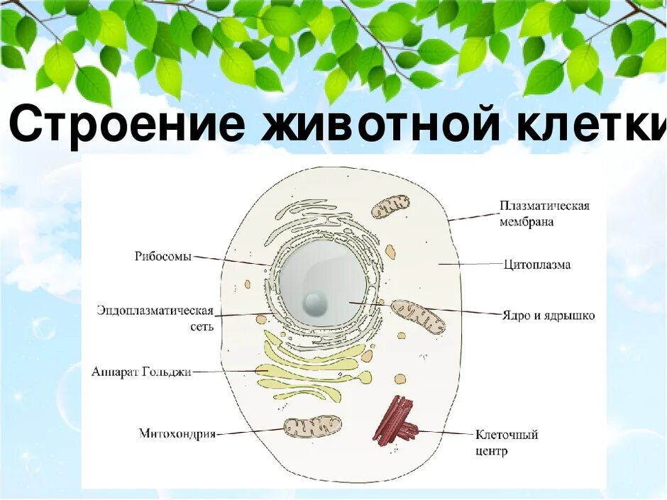 Человек имеет клеточное строение. Схема строения живой клетки. Клетка биология строение схема животная. Схема строения живой клетки по данным электронного микроскопа. Рисунок строение животной клетки 7 класс биология.