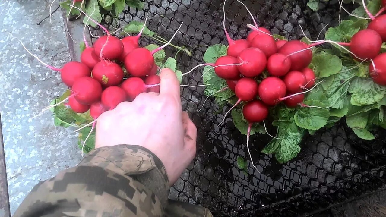 Редис на даче. Редиска пучок корзинка. редис осенний гигант. как правильно вязать пучки редиса.