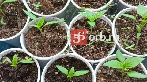 Какую рассаду оренбуржцам советуют сажать сейчас, а с чем пока стоит повременить