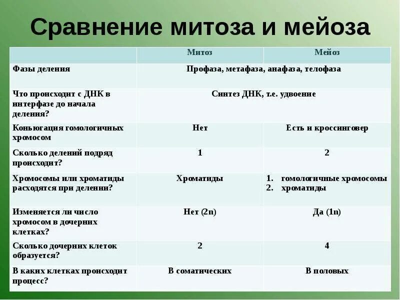 Сравнение мейоза и митоза сходства различия. Сходства и различия фаз митоза и мейоза таблица. Отличия митоза и мейоза таблица. Сходства мейоза и митоза таблица различия и сходства. Сходства и отличия митоза и мейоза таблица.