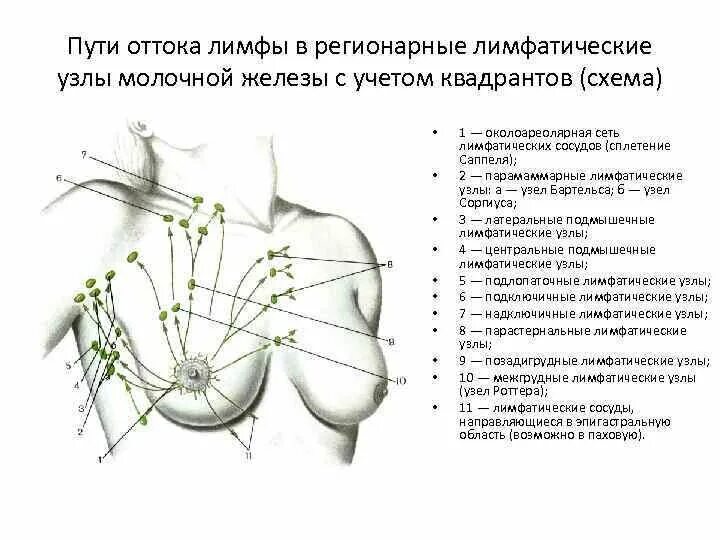 Схема оттока лимфы от молочной железы. Строение молочной железы лимфоузлы. Лимфатические узлы молочной железы и лимфоотток. Регионарные лимфоузлы молочных желез. Увеличен лимфоузел в молочной железе