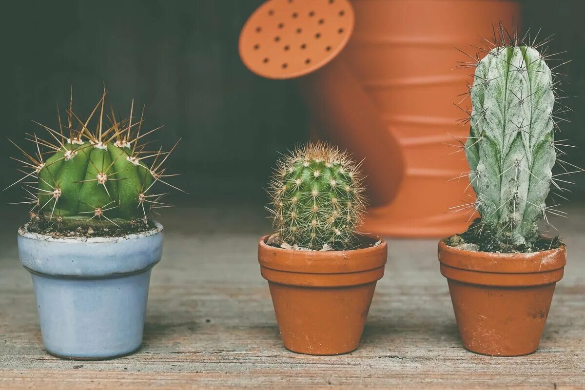 Фото кактуса преподаватель. Кактус суккулент Росток. Кактус (🌵 кактусы). Кактус БЕКАНО. Браунингия Кактус.