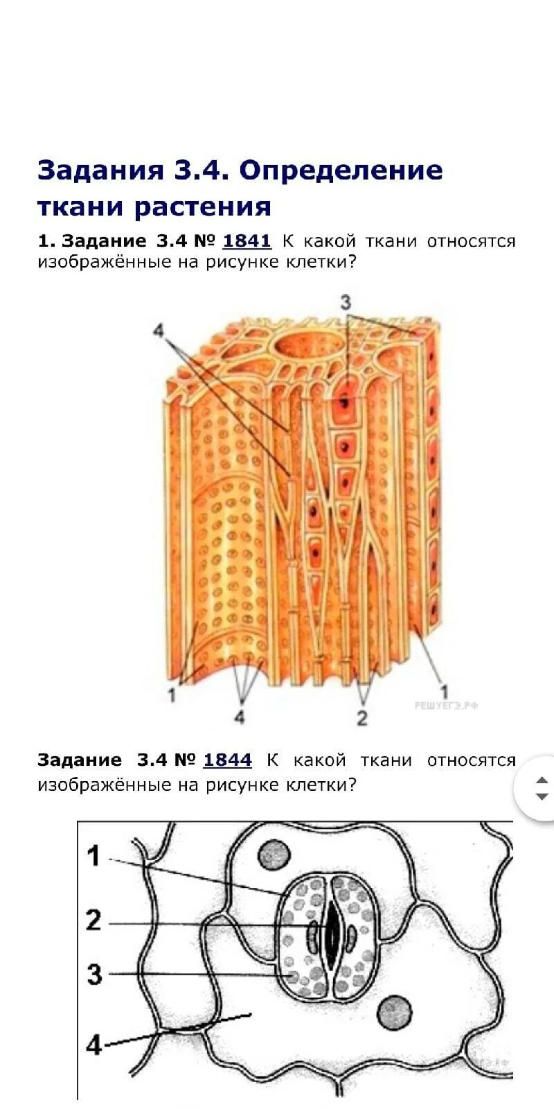 Клетка впр. К какой ткани относятся изображённые на рисунке клетки?. Ткань в клетку. Какие ткани изображены на картинке?. Ткань в клетку рисунок.