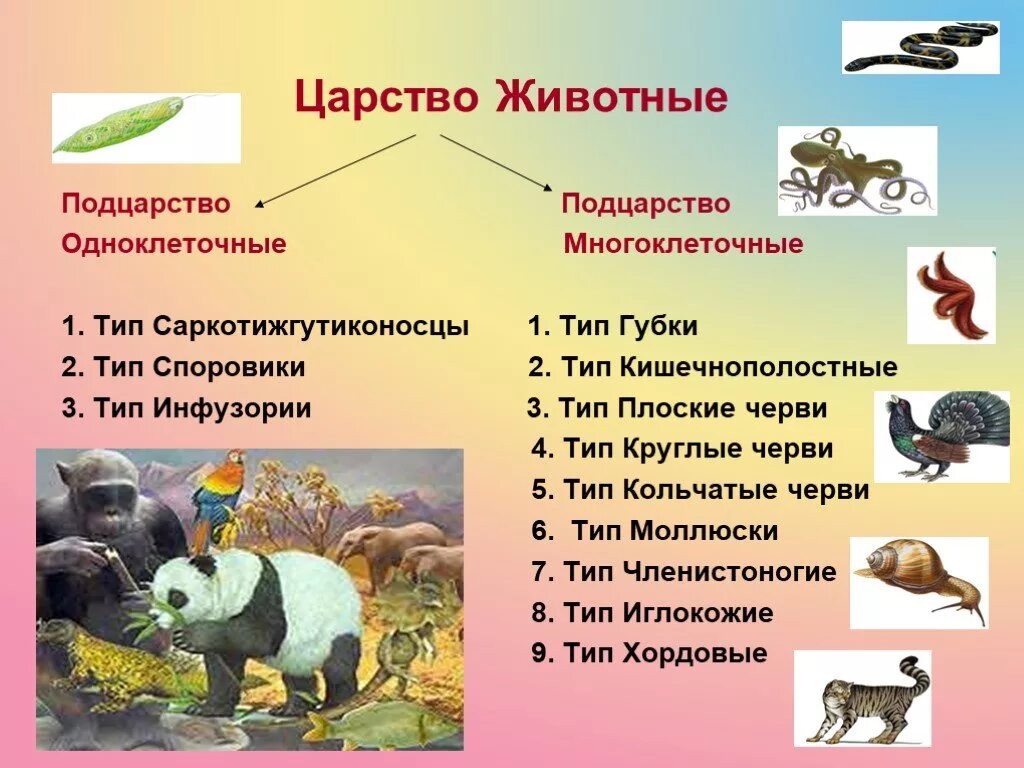 Человек как представитель царства животных реализует