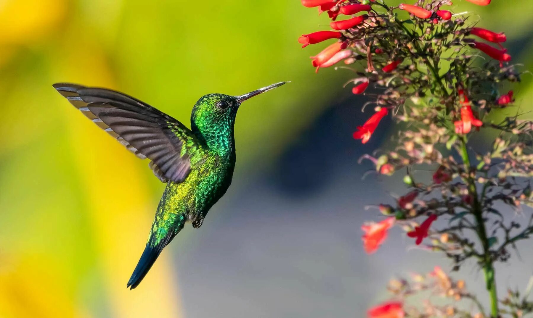 Colibri clean. Кубинский изумрудный Колибри. Винногорлая Колибри. Колибри Изумрудное горлышко. Колибри Южной Америки.