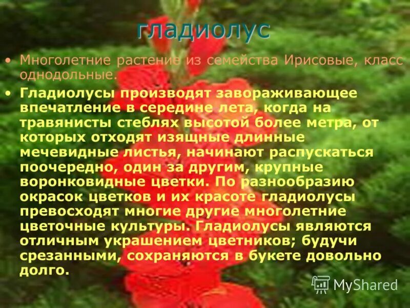рассказ легенда о гладиолусе. гладиолус легенда о цветке. поверье о гладиолусе. гладиолус рассказ о цветке. гладиолус описание.