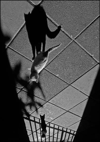 Кот увидел свою тень. В тени человека. Увидеть тень. Увидеть свою тень. Течный силует в комнате.