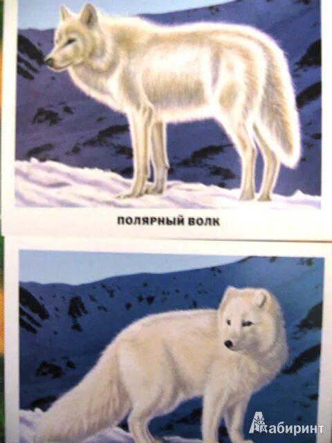 Полярный волк где находится на карте. Животные Арктики и Антарктиды (16 обучающих карточек).. Животные Арктики и Антарктики карточки. Животные Арктики карточки для детей. Карточки животных севера для детей.