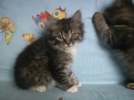 Двухмесячный котенок