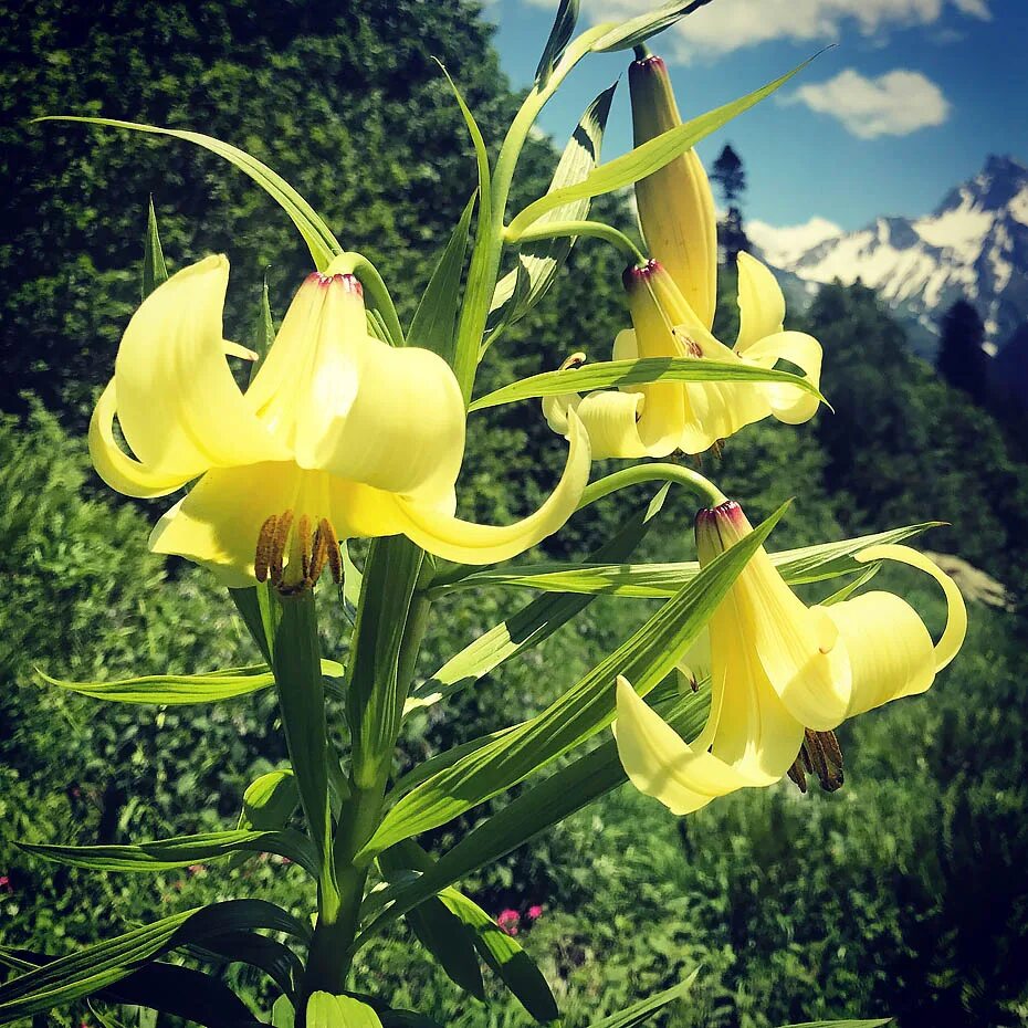 Flower Gallery :: Liliaceae :: 502_37