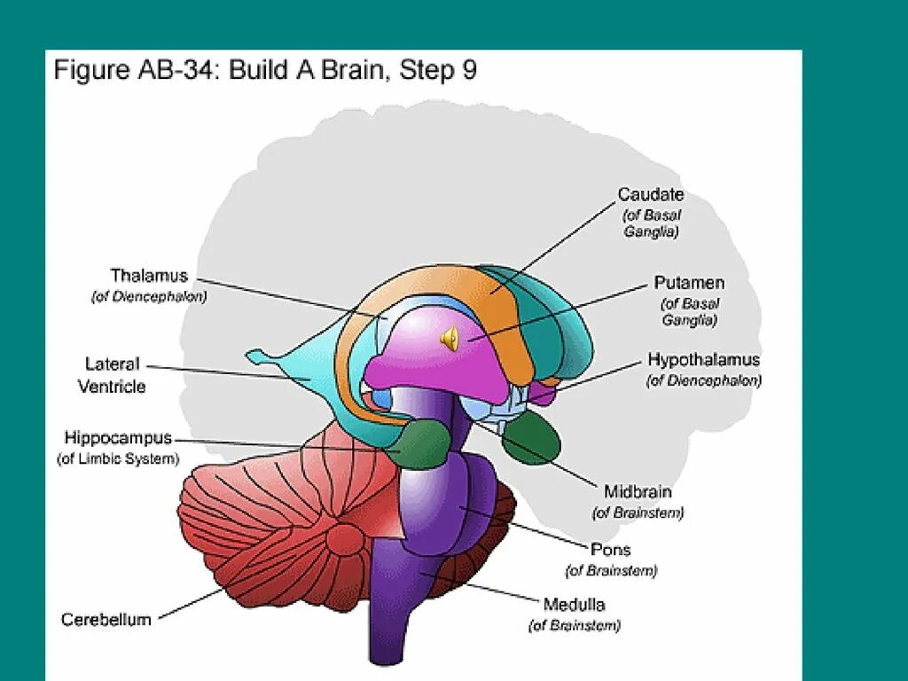 Brain building. Гиппокамп и базальные ганглии. Мозг анатомия. Таламус анатомия. Таламус и гипоталамус базальные ганглии.