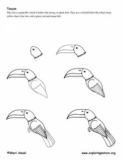 Toucan for kids