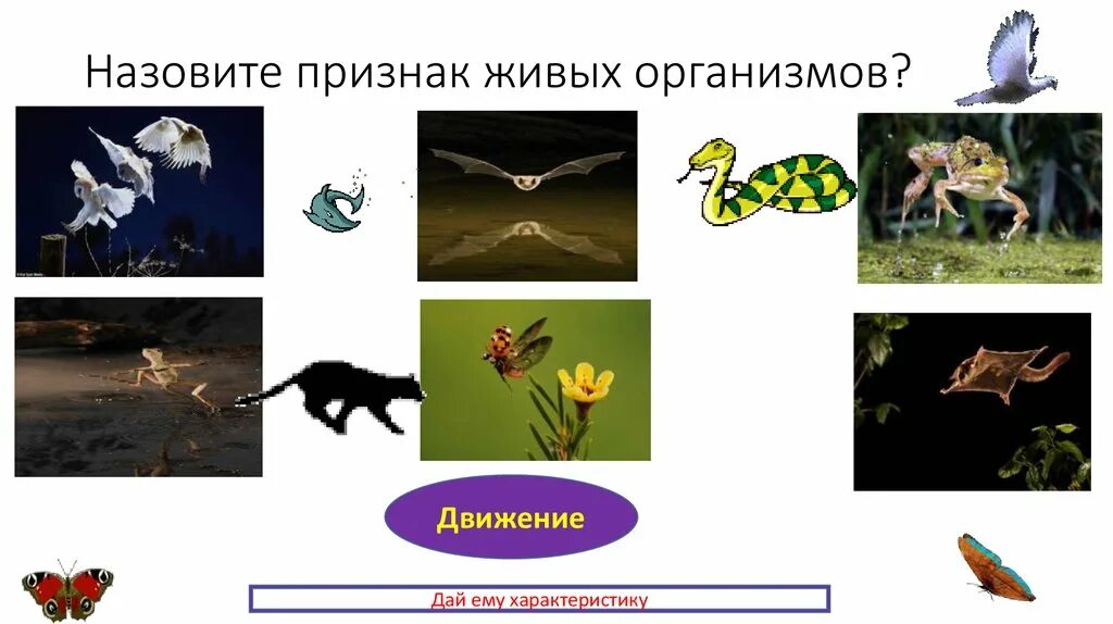 Движение живых организмов. Движение в живой природе. Движение свойство живых организмов. Движение признак живого.