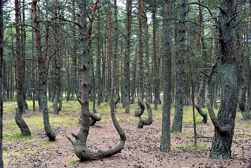 В отдельных местах леса где. Куршская коса Танцующий лес. Танцующий лес в Калининградской области. Реликтовый лес в Зеленоградске. Реликтовый лес Россия.