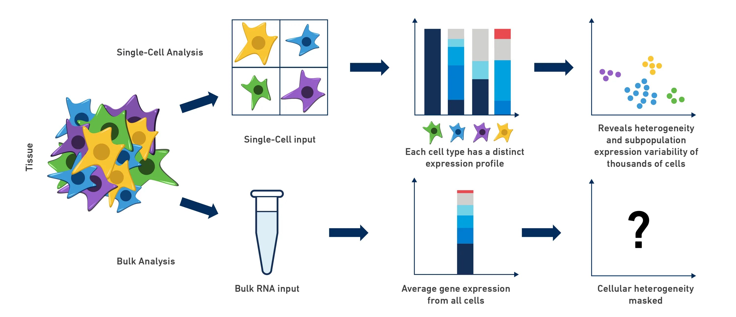 Single cell. Single Cell RNA seq. Bulk RNA seq. Single Cell Analysis. Single Cell RNA sequencing.