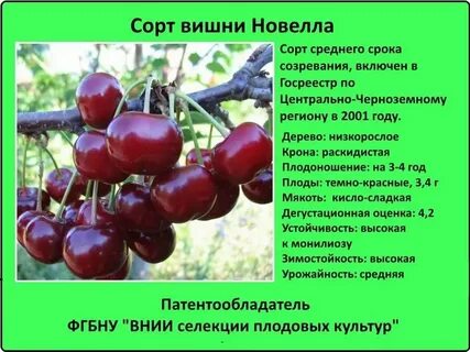 Имя cherry