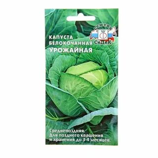 Поздние сорта капусты для квашения