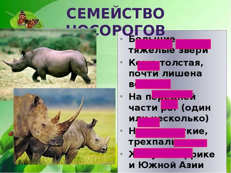 Отряд непарнокопытные особенности строения. Парнокопытные жвачные рога. отряд парнокопытные нежвачные. жвачные и нежвачные парнокопытные таблица. жвачные непарнокопытные.
