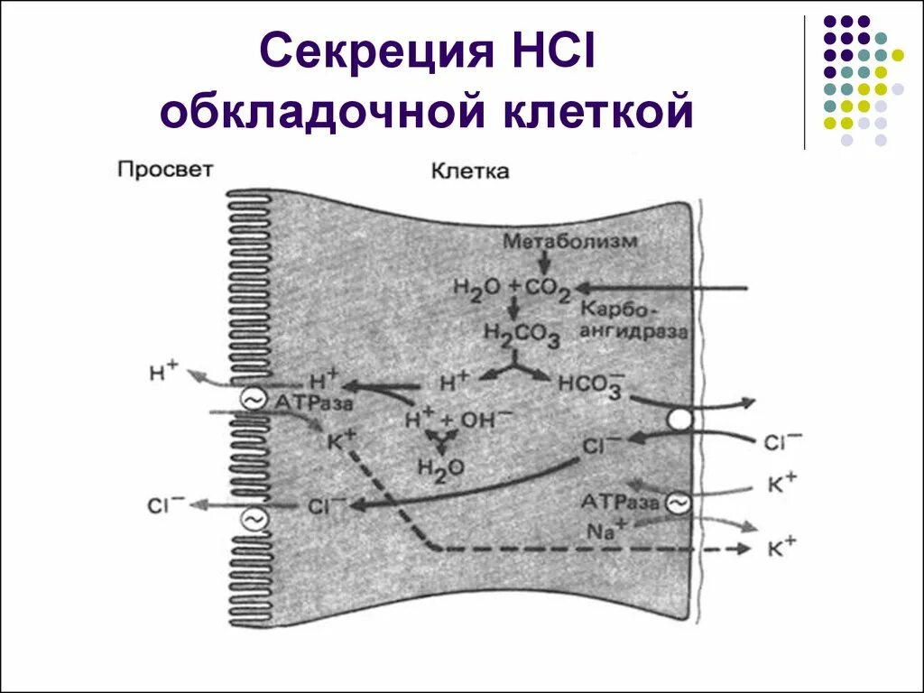 Функции обкладочных клеток желудка. Схема секреции протонов обкладочными клетками слизистой желудка. секреция hcl обкладочными клетками. секреторная функция обкладочных клеток. секреторная функция обкладочных клеток слизистой желудка.