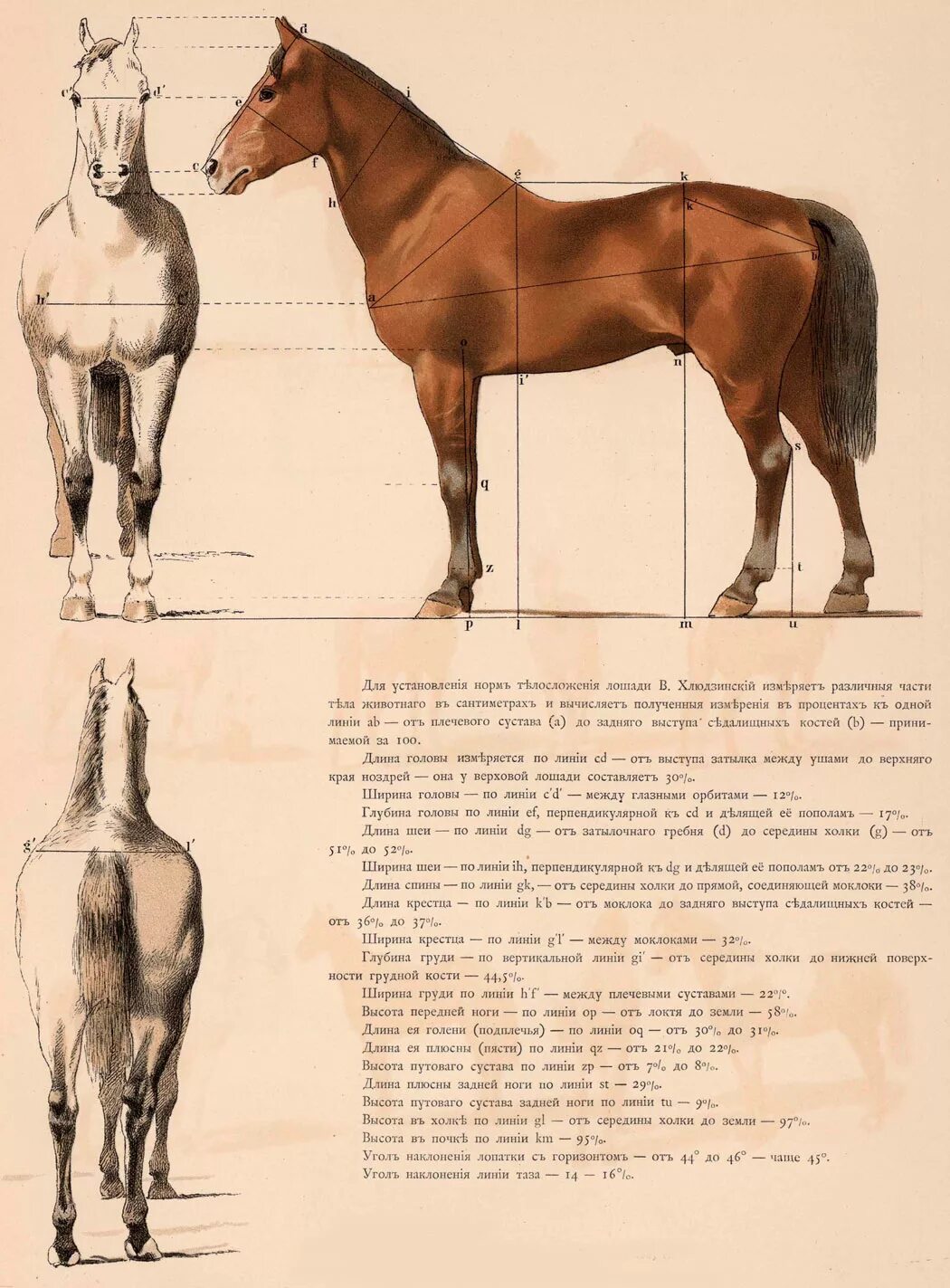 Какая длина лошади. Иппологический атлас для наглядного изучения верховой лошади. Ширина лошади. Пропорции лошади. Высота лошади.