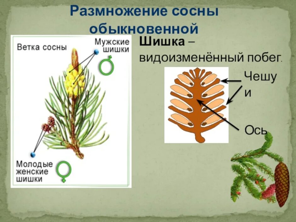 Где находится шишка. Строение шишек голосеменных растений. Побеги голосеменных сосна обыкновенная. Строение шишки голосеменных растений. Побег сосны шишки с семязачатками.