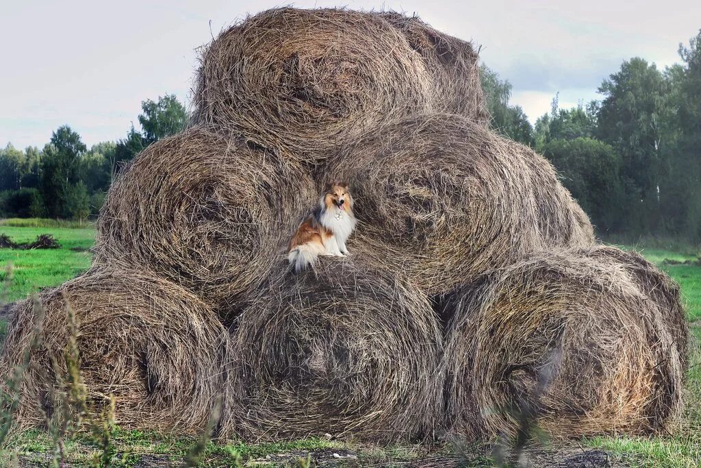 Собака на сене. Смешная сено. Сено на голове. Сено прикол. В сене на 1 голову