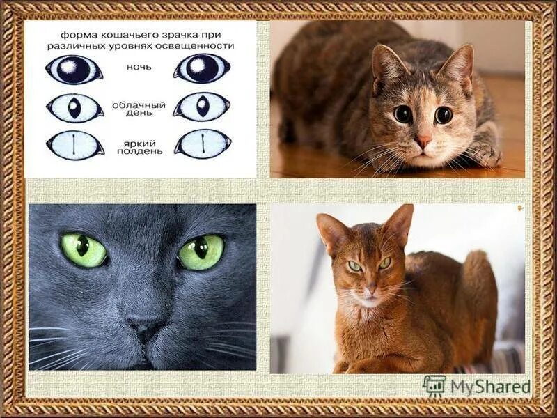 Коты и кошки внешние отличия. Отличие породистых и беспородных кошек. Приложение определяющее породу кошек. Глаза кошачьих различие.
