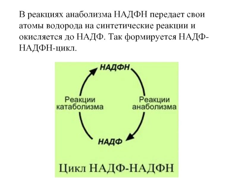 Реакции с надф. Анаболизм надф надфн цикл. реакции анаболизма. цикл надфн надф+.
