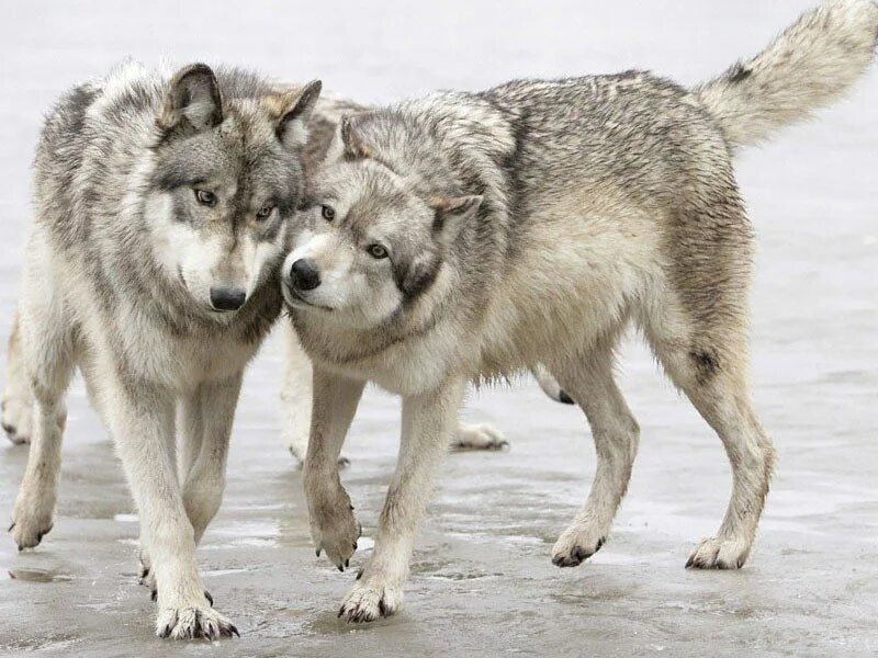 Волк. Верность волка. Волки преданность. Волк и волчица.